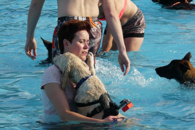 Zwemmen met je hond 2017